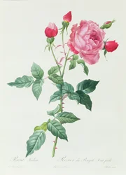 Rosa Indica
